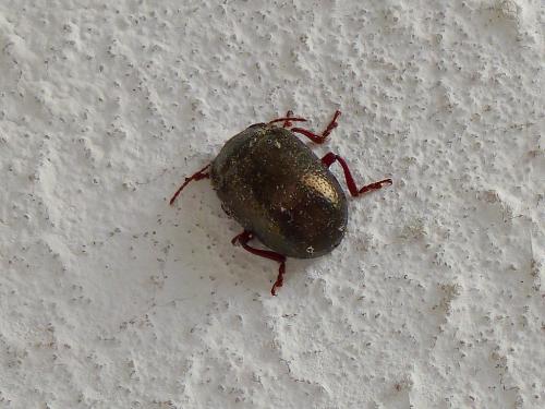 Chrysolina bankii